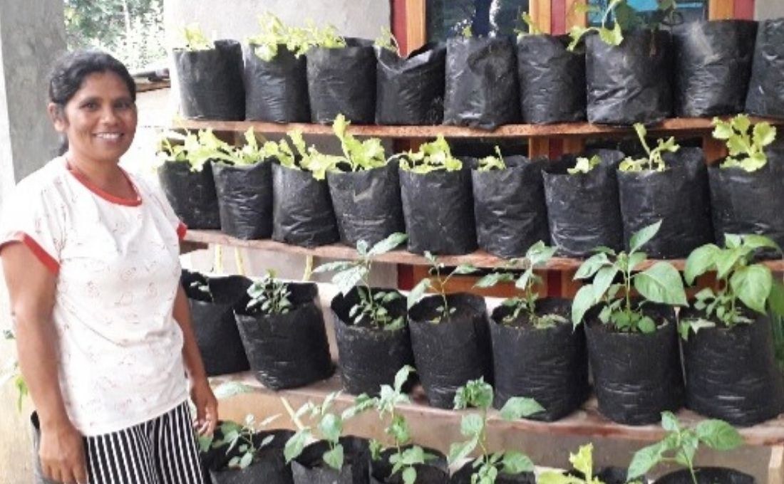 Menciptakan Kebun Gizi Sederhana di Tengah Pandemi